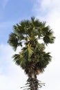 Asian Palmyra palm on sky background.Currency palm plants Royalty Free Stock Photo