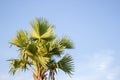 Asian Palmyra palm, Toddy palm, Sugar palm, Cambodian palm Royalty Free Stock Photo