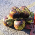 Asian Palmyra palm, Toddy palm, Sugar palm, Cambodian palm