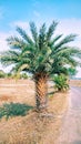 Asian Palmyra palm tree. Borassus Royalty Free Stock Photo