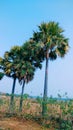 Asian Palmyra palm tree. Borassus Royalty Free Stock Photo