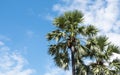 Asian palmyra palms Royalty Free Stock Photo