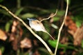 Asian paradise flycatcher