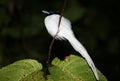 Asian paradise flycatcher