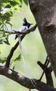 Asian paradise flycatcher