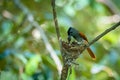 Asian Paradise Flycatcher Bird feed their prey