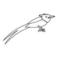 Asian paradise flycatcher icon, outline style Royalty Free Stock Photo