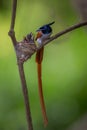 Asian paradise flycatcher Male with chicks fathers love Royalty Free Stock Photo