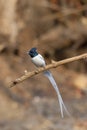 Asian paradise flycatcher, male, Terpsiphone paradisi, Sinhgadh Valley