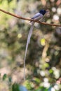 Asian paradise flycatcher perching on a branch Royalty Free Stock Photo