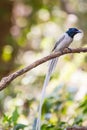 Asian paradise flycatcher perching on a branch Royalty Free Stock Photo