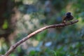 Asian paradise flycatcher perching on a branch Royalty Free Stock Photo