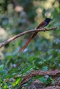 Asian paradise flycatcher perching on a branch Royalty Free Stock Photo