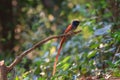 Asian paradise flycatcher perching on a branch Royalty Free Stock Photo