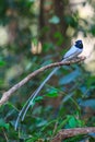Asian paradise flycatcher perching on a branch Royalty Free Stock Photo