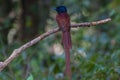 Asian paradise flycatcher perching on a branch Royalty Free Stock Photo