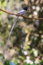 Asian paradise flycatcher perching on a branch Royalty Free Stock Photo