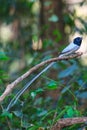 Asian paradise flycatcher perching on a branch Royalty Free Stock Photo