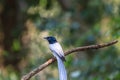 Asian paradise flycatcher perching on a branch Royalty Free Stock Photo