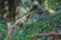 Asian paradise flycatcher perching on a branch Royalty Free Stock Photo