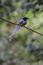 Asian paradise flycatcher perching on a branch Royalty Free Stock Photo