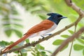 Asian Paradise-flycatcher - Terpsiphone paradisi