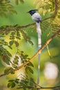 Asian Paradise-flycatcher - Terpsiphone paradisi