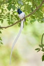 Asian Paradise-flycatcher - Terpsiphone paradisi