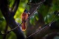 Asian Paradise Flycatcher