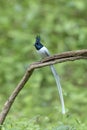 Asian Paradise Flycatcher, Terpsiphone paradisi, Karnatak