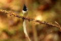 Asian paradise flycatcher, Terpsiphone paradisi, male, Ganeshgudi, Karnataka, India