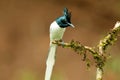 Asian Paradise Flycatcher or Terpsiphone paradisi on tree.