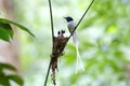 Asian paradise flycatcher Terpsiphone paradisi white morph Nest Baby