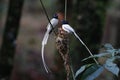 Asian paradise flycatcher Terpsiphone paradisi white morph Nest Baby