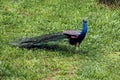 Asian Peacock standing on green field in south indian birds park