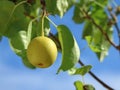 Asian pear Nashi, Pyrus pyrifolia, one pear on tree with leaves and blue sky Royalty Free Stock Photo