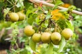 Asian Pears on fruit tree Royalty Free Stock Photo