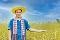 Asian peasants in robes and hats are in a field of golden rice fields Royalty Free Stock Photo