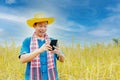 Asian peasants in robes and hats are in a field of golden rice fields Royalty Free Stock Photo