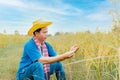 Asian peasants in robes and hats are in a field of golden rice fields Royalty Free Stock Photo