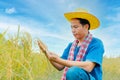 Asian peasants in robes and hats are in a field of golden rice fields Royalty Free Stock Photo