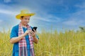 Asian peasants in robes and hats are in a field of golden rice fields Royalty Free Stock Photo