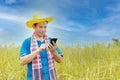 Asian peasants in robes and hats are in a field of golden rice fields Royalty Free Stock Photo