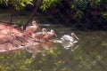 Asian Pelicans in lake water background