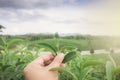 Asian people harvest fresh tea leaves on the farm.