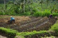 Asian people working in ricefield