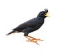 Asian Pied Starling Bird Royalty Free Stock Photo