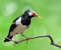 Asian Pied Starling bird perching on the branch with nice green