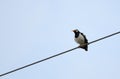 Asian Pied Starling(Gracupica contra) Royalty Free Stock Photo