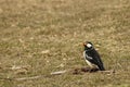 Asian Pied Starling, Gracupica contra Royalty Free Stock Photo